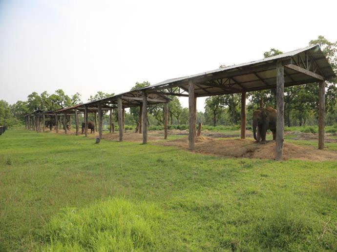 Hotel Royal Safari Sauraha Zewnętrze zdjęcie
