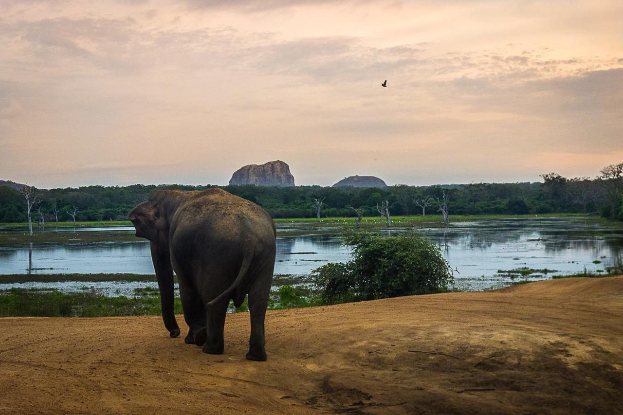 Hotel Royal Safari Sauraha Zewnętrze zdjęcie
